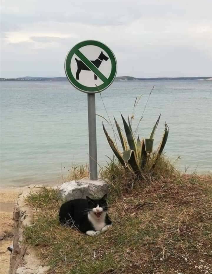 No dogs allowed